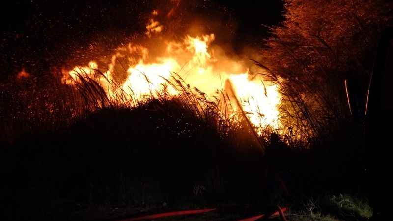 Manavgat'ta sazlık alanda yangın