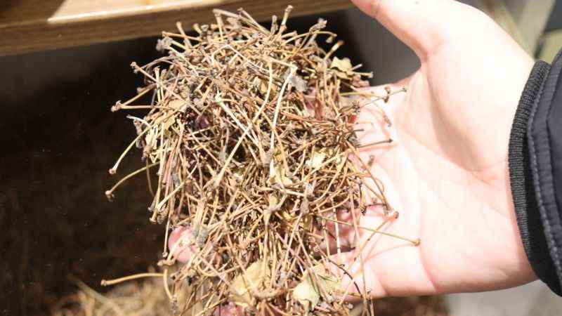 Herkes çöpe atıyor ama sağlığa çok faydası var