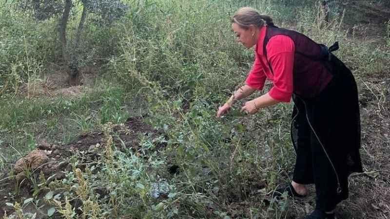 Sarı kantaron bir çok rahatsızlığa iyi geliyor