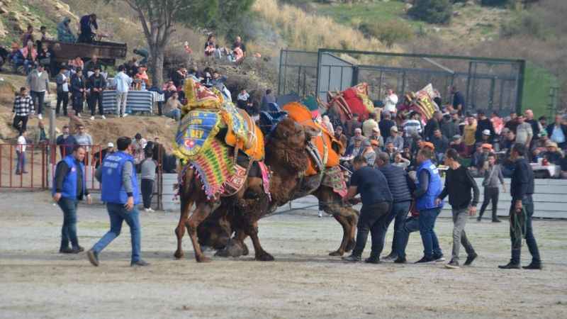 Ege’de 150 deve, güreş için meydanda
