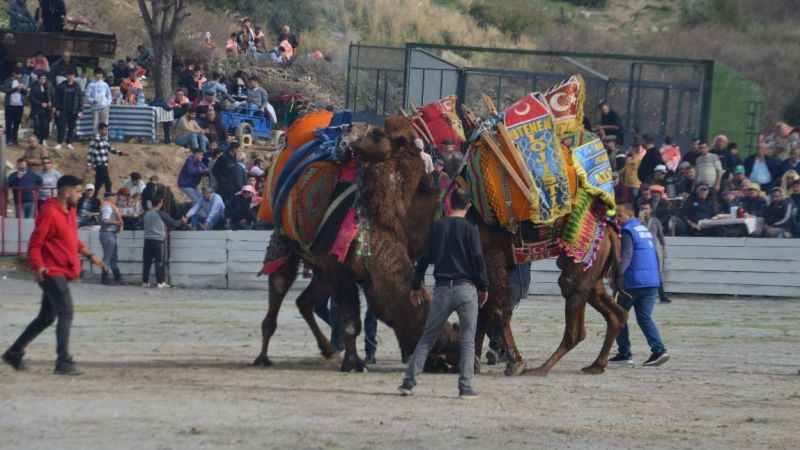Ege’de 150 deve, güreş için meydanda