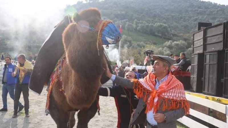 Ege’de 150 deve, güreş için meydanda