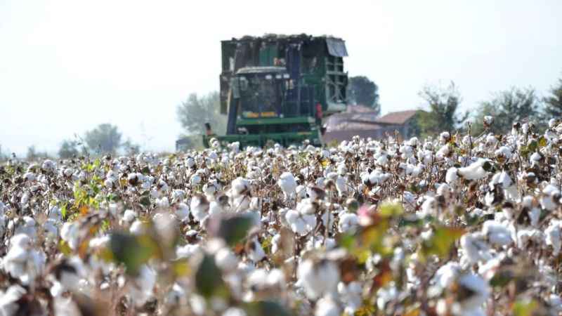 Beyaz altının hasadında sona yaklaşılıyor