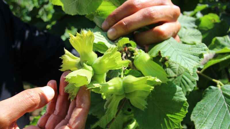 Giresunlu fındık tüccarları kahverengi kokarca tehlikesine dikkat çekti