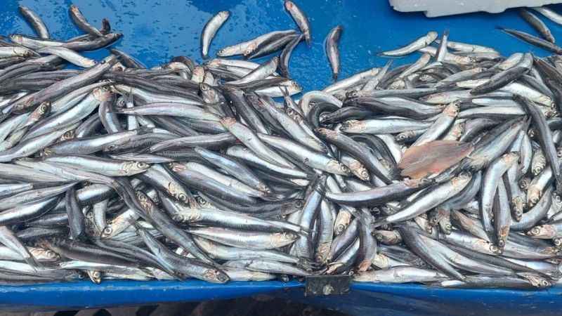 Fırtına hamsi fiyatlarını yükseltti