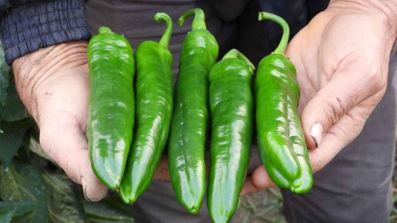 Kilo vermek isteyenler Samandağ biberine yöneliyor Kilo vermek isteyenler Samandağ biberine yöneliyor