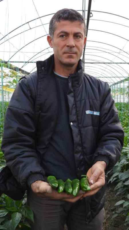 Kilo vermek isteyenler Samandağ biberine yöneliyor