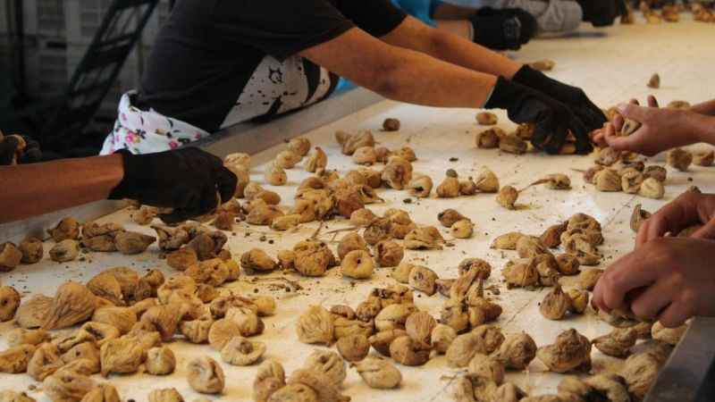 Kuru incir ihracatı 2 ayda 89 milyon dolar oldu