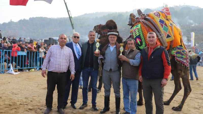 Alaşehir'de geleneksel deve güreşleri yapılacak