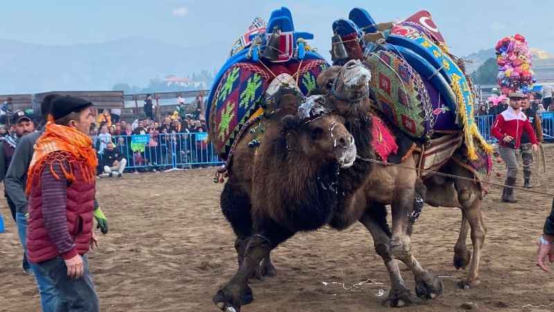 Manisa Alaşehir'de 120 deve kıyasıya güreşti