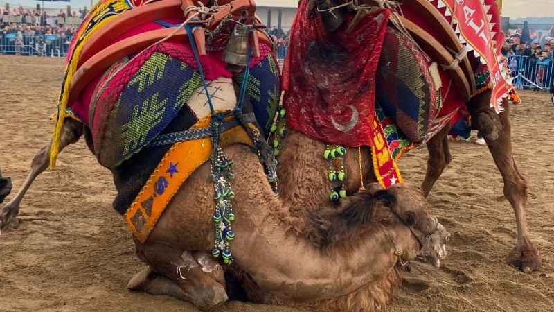 Manisa Alaşehir'de 120 deve kıyasıya güreşti