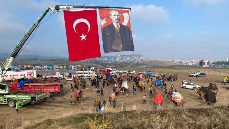 Manisa Alaşehir'de 120 deve kıyasıya güreşti