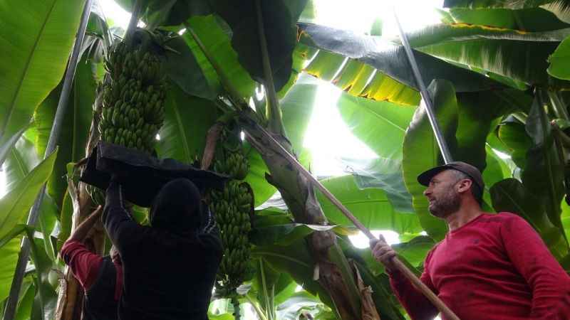 Muzda hasat sezonu başladı