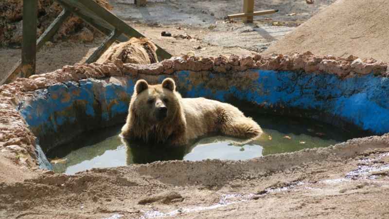 Su havuzuna düşen dronu boz ayı kurtardı