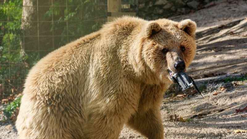 Su havuzuna düşen dronu boz ayı kurtardı