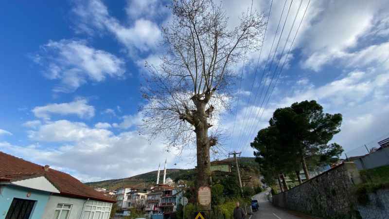 Kocaeli'ndeki 300 yıllık ağacın ilginç öyküsü