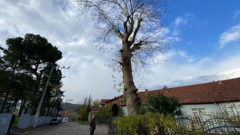 Kocaeli'ndeki 300 yıllık ağacın ilginç öyküsü