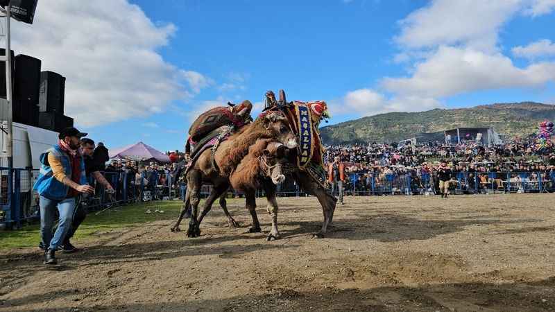 Deve güreşleri izleyenleri coşturdu