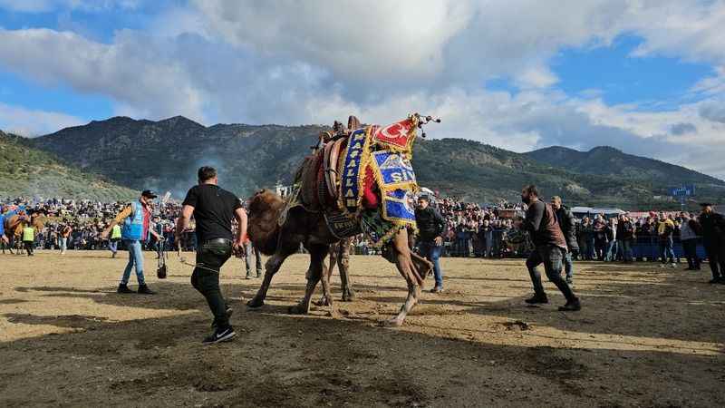 Deve güreşleri izleyenleri coşturdu