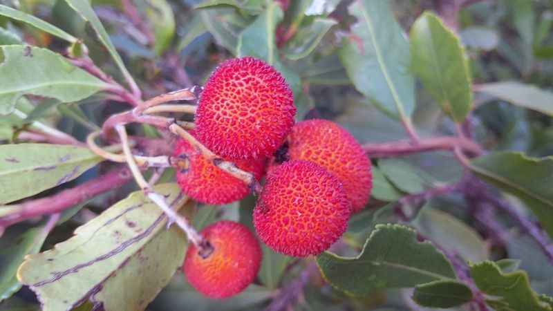 Dağ çileği, cilt siğillerinin iyileşmesine yardımcı oluyor