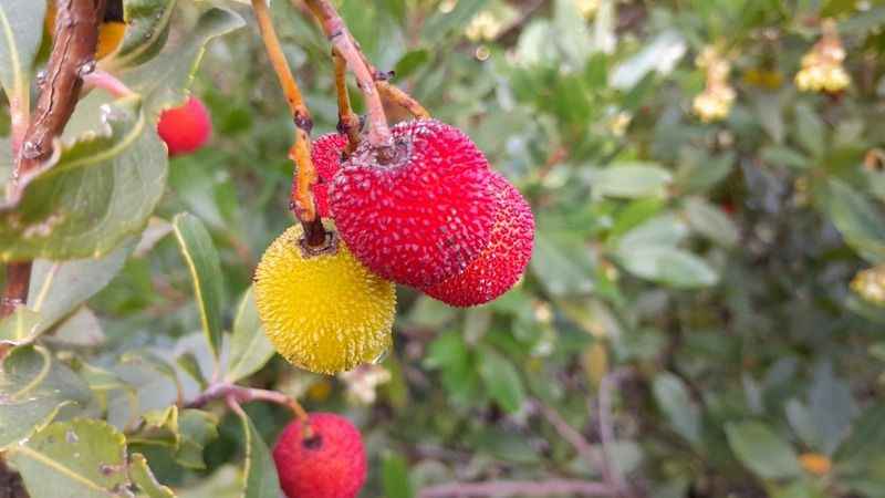 Dağ çileği, cilt siğillerinin iyileşmesine yardımcı oluyor