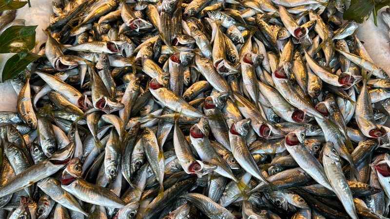 Fırtınanın ardından hamsi 110 liraya yükseldi