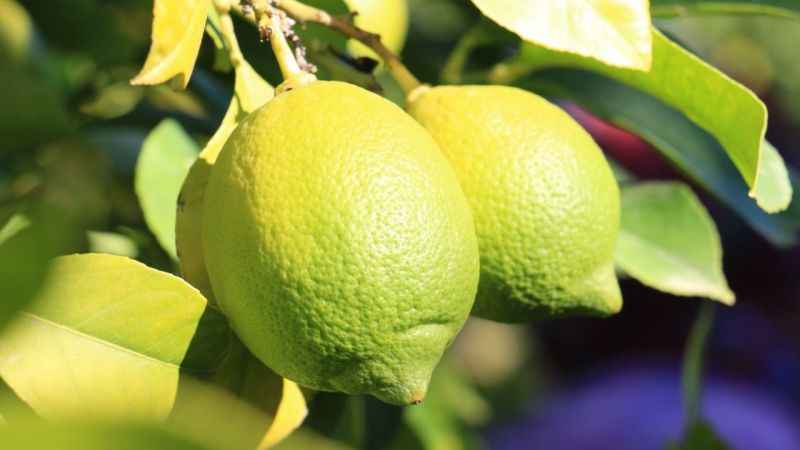 Lamas limonunda hasat 5 TL ile başladı