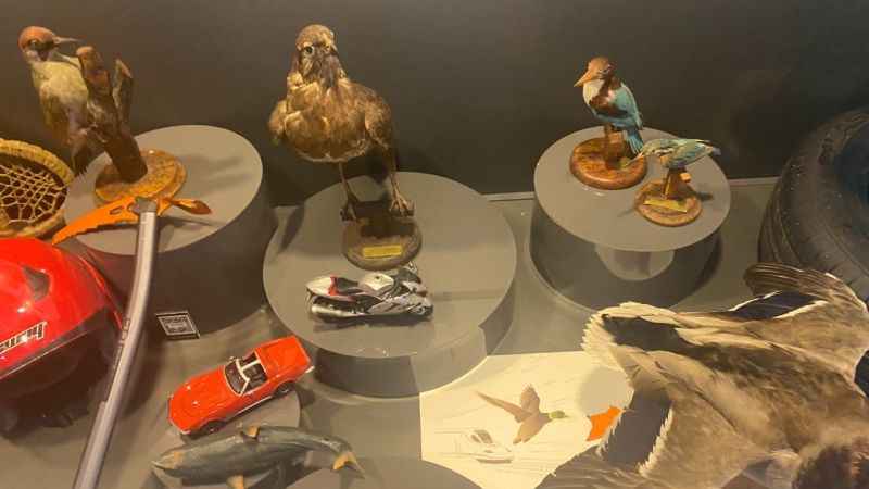 Bu müzede 'doğanın akıl sistematiği' sergileniyor