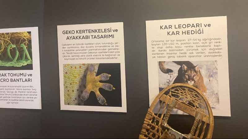 Bu müzede 'doğanın akıl sistematiği' sergileniyor