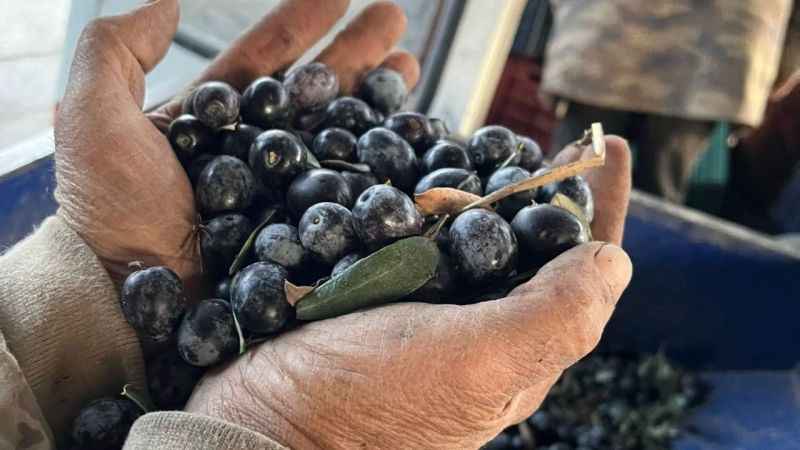 Zeytinde rekolte üzdü, fiyatlar sevindirdi