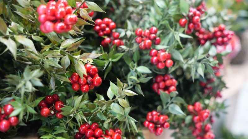 Yılbaşı kokinalarına talep fazla