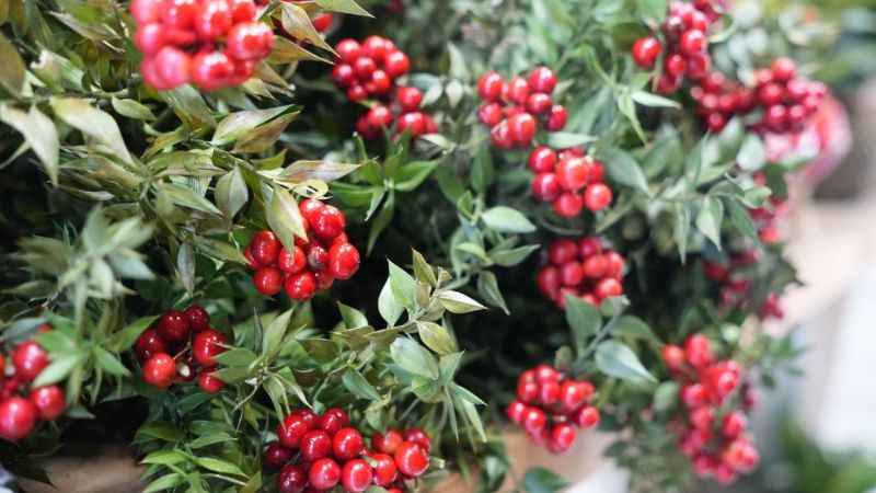 Yılbaşı kokinalarına talep fazla