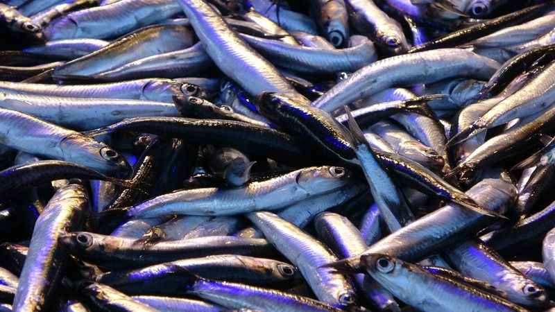 Hamsinin fiyatı düştü