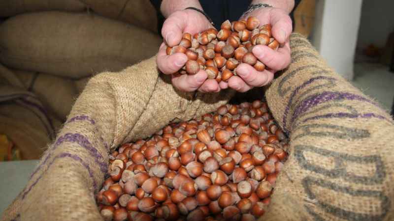 Fındık fiyatları serbest piyasada 105 lira seviyelerini gördü