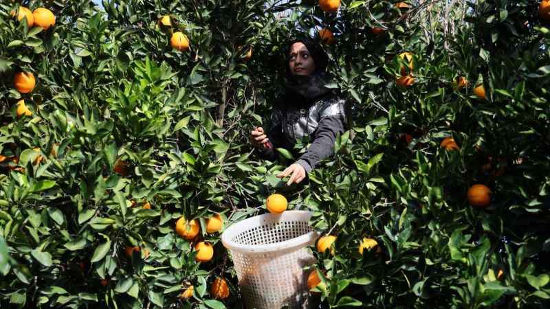 Adana’da yetişiyor dünyaya ihraç ediliyor