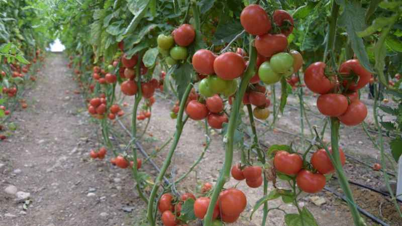 Günlük 666 TL'ye çalışacak işçi yok