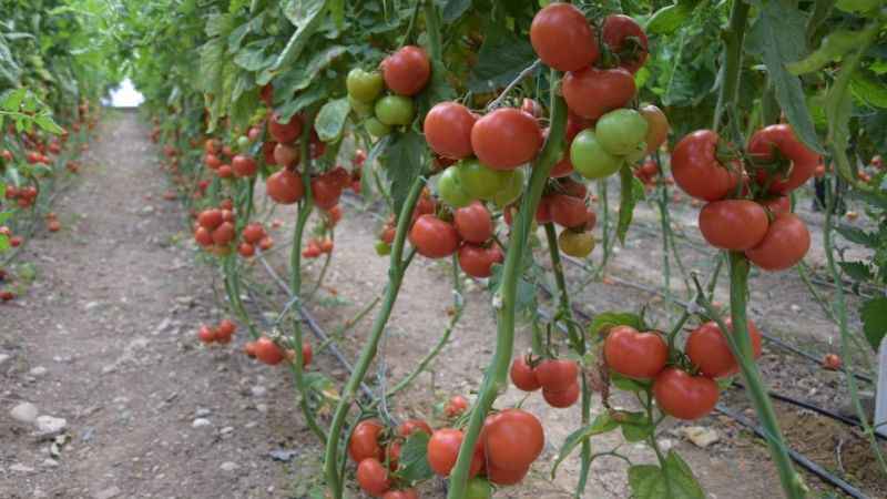 Günlük 666 TL'ye çalışacak işçi yok