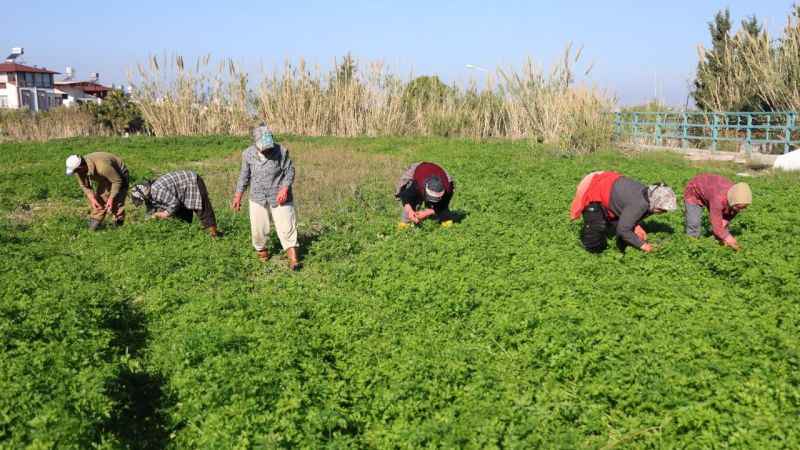Zararlı ot ayıklama mesaisi