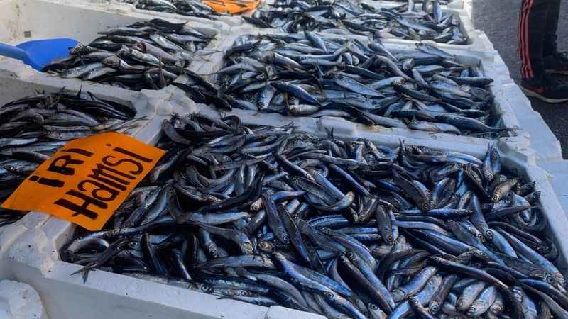 İstavrit bolluğu yaşanıyor