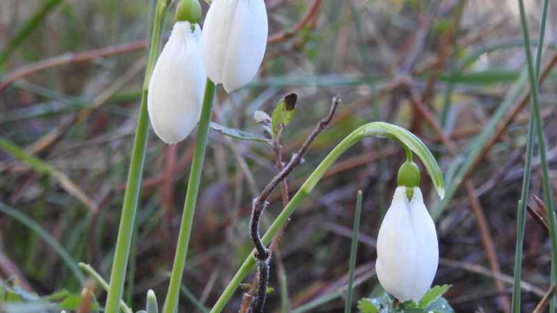 Kardelen koparmanın cezası 387 bin 142 TL