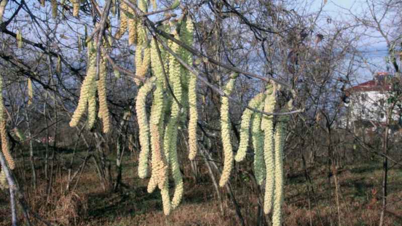 Fındıkta korkutan yıl