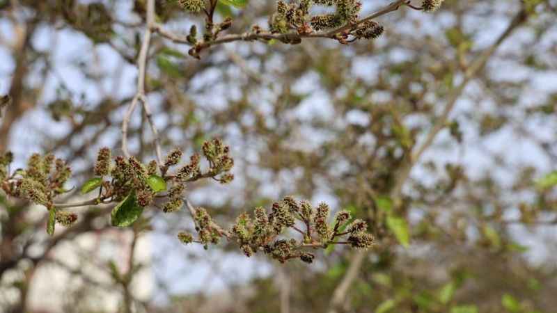 Meyve ağaçları kış ortasında çiçek açıp meyve verdi