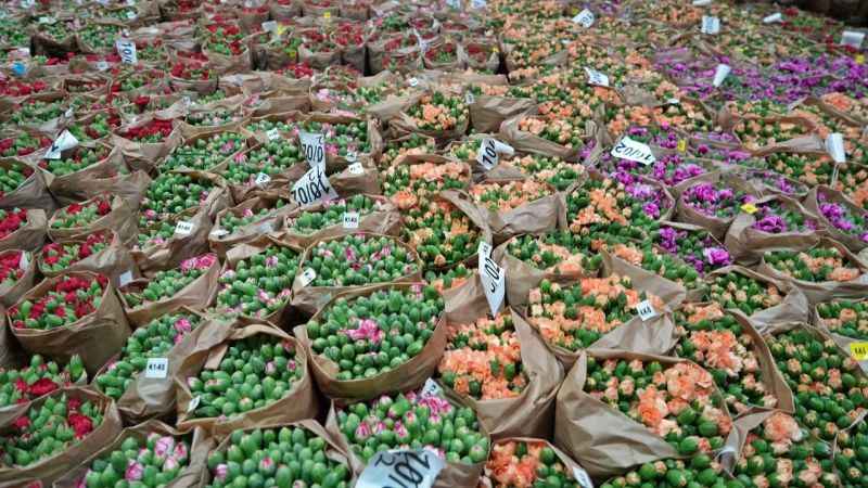 Antalya’dan dünyaya Türkiye nüfusu kadar çiçek