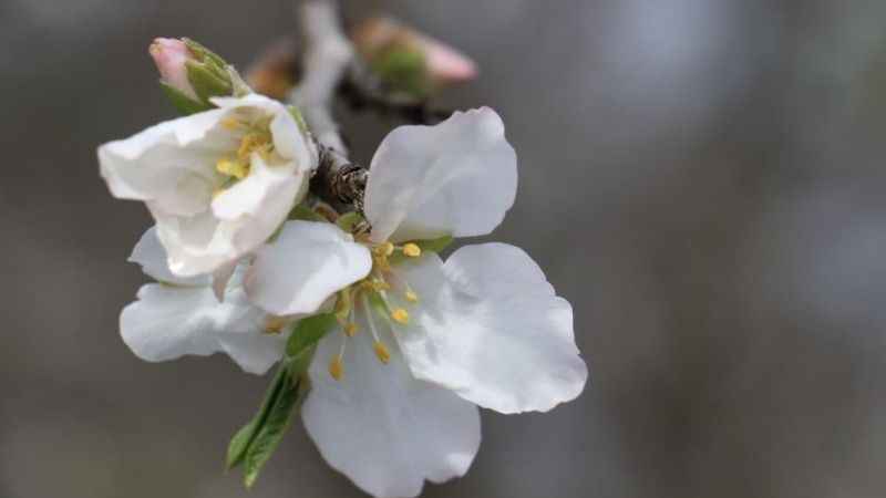 Cemre havaya düştü