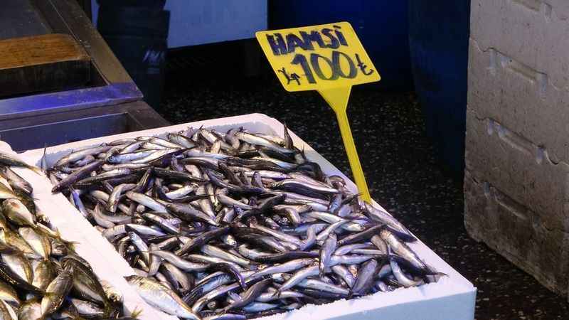 Hamsi sezonu erken kapatıyor