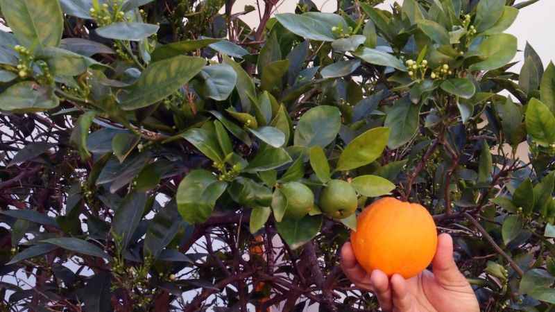 İklim değişikliği meyveleri de şaşırttı