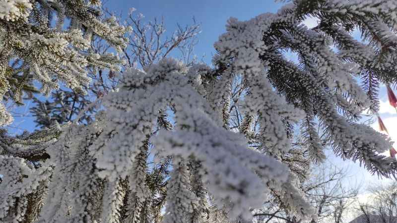 Ardahan buz kesti, ağaçlar kırağı tuttu