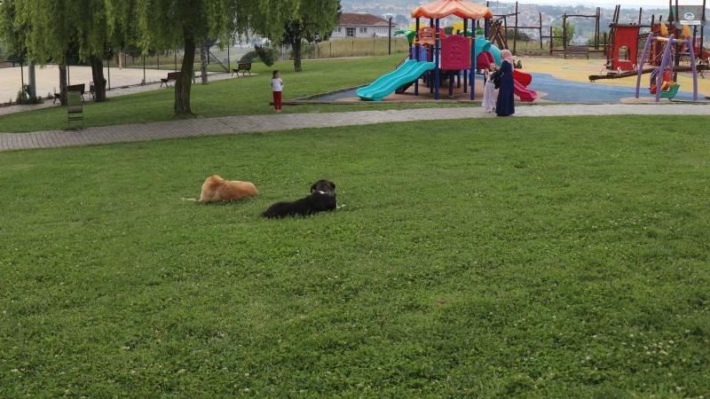 Tarım ve Orman Bakanı Yumaklı: “Başıboş köpek sayısının, 4 milyona yakın olduğu tahmin edilmektedir”