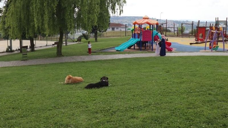 Tarım ve Orman Bakanı Yumaklı: “Başıboş köpek sayısının, 4 milyona yakın olduğu tahmin edilmektedir”