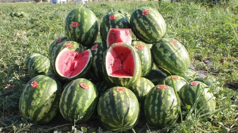 Karpuzun faydaları saymakla bitmiyor